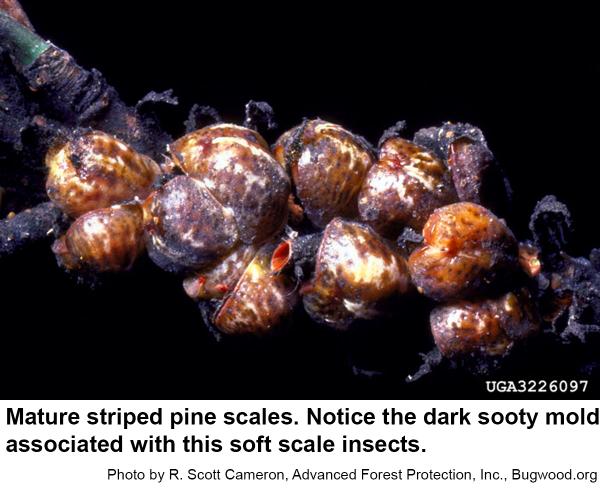 Striped pine scale insects excrete honeydew
